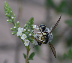Megachile sidalceae