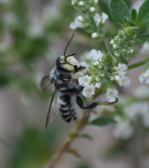 Megachile sidalceae
