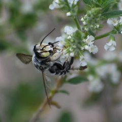 Megachile sidalceae