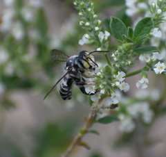 Megachile sidalceae