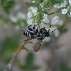Megachile sidalceae