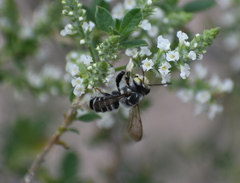Megachile sidalceae