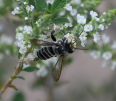 Megachile sidalceae