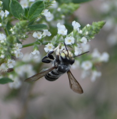 Megachile sidalceae