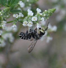 Megachile sidalceae