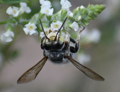 Megachile sidalceae