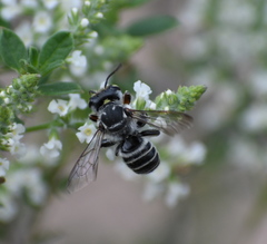 Megachile sidalceae