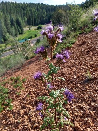 Baker's Phacelia (Phacelia bakeri)