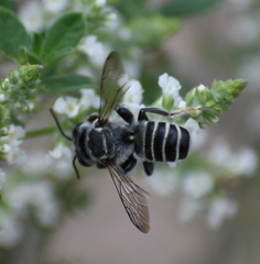 Megachile sidalceae