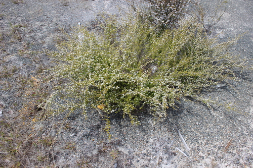 Image of Kunzea tenuicaulis by (c) Joe Dillon, some rights reserved (CC BY)