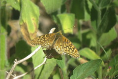 Speyeria callippe macaria