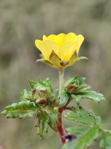 Potentilla dombeyi, photograph 4