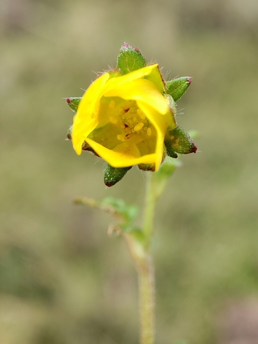 Potentilla dombeyi, photograph 5