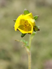 Potentilla dombeyi, photograph author not stated, no rights reserved
