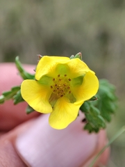 Potentilla dombeyi, photograph author not stated, no rights reserved