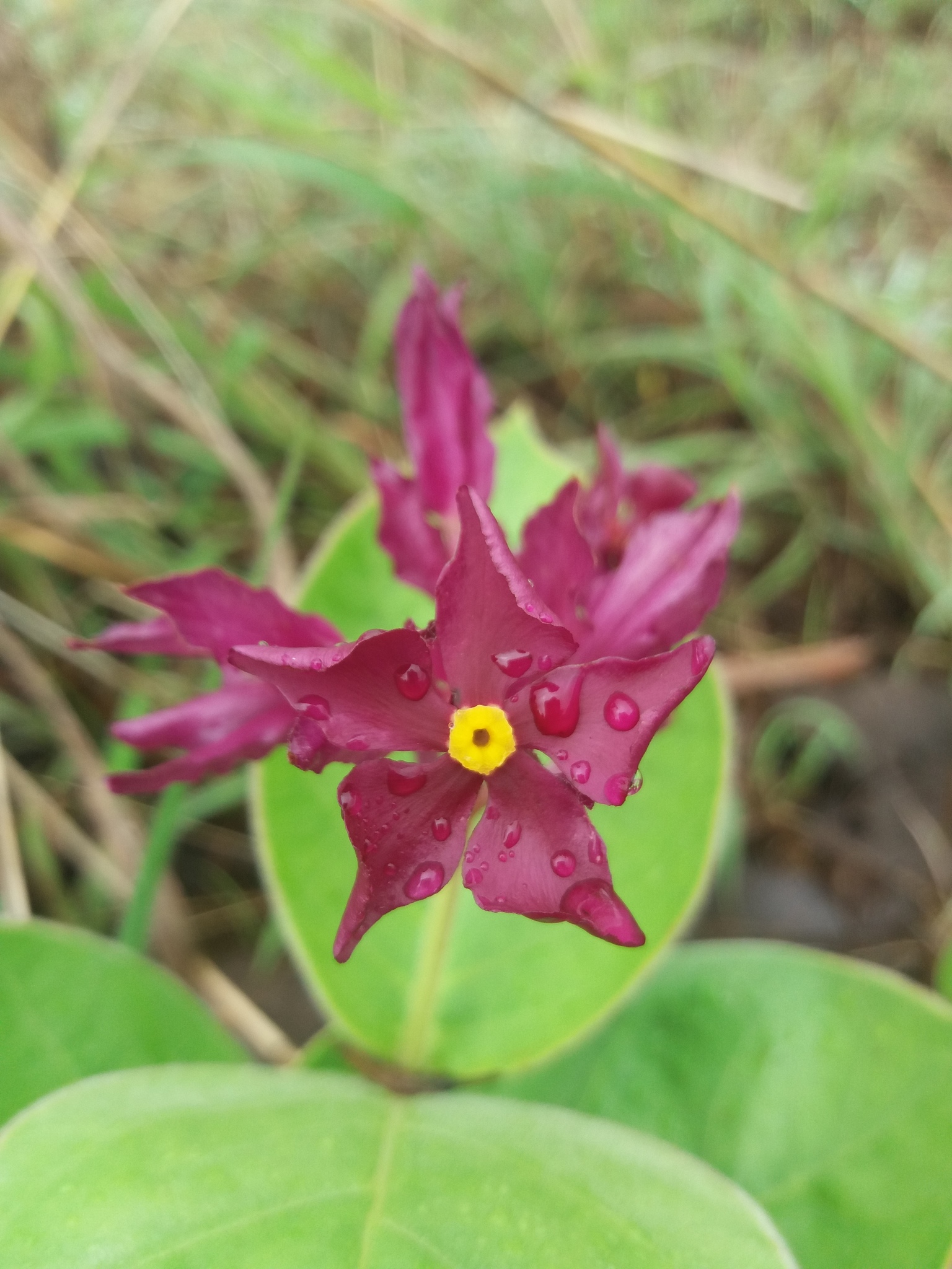 Rhodocalyx rotundifolius
