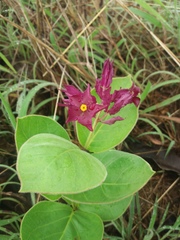 Prestonia erecta