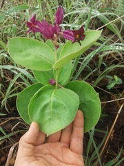 Prestonia erecta