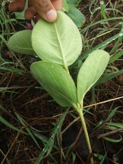 Prestonia erecta