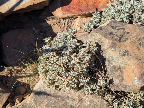 Cape Capepurse (Centella capensis)