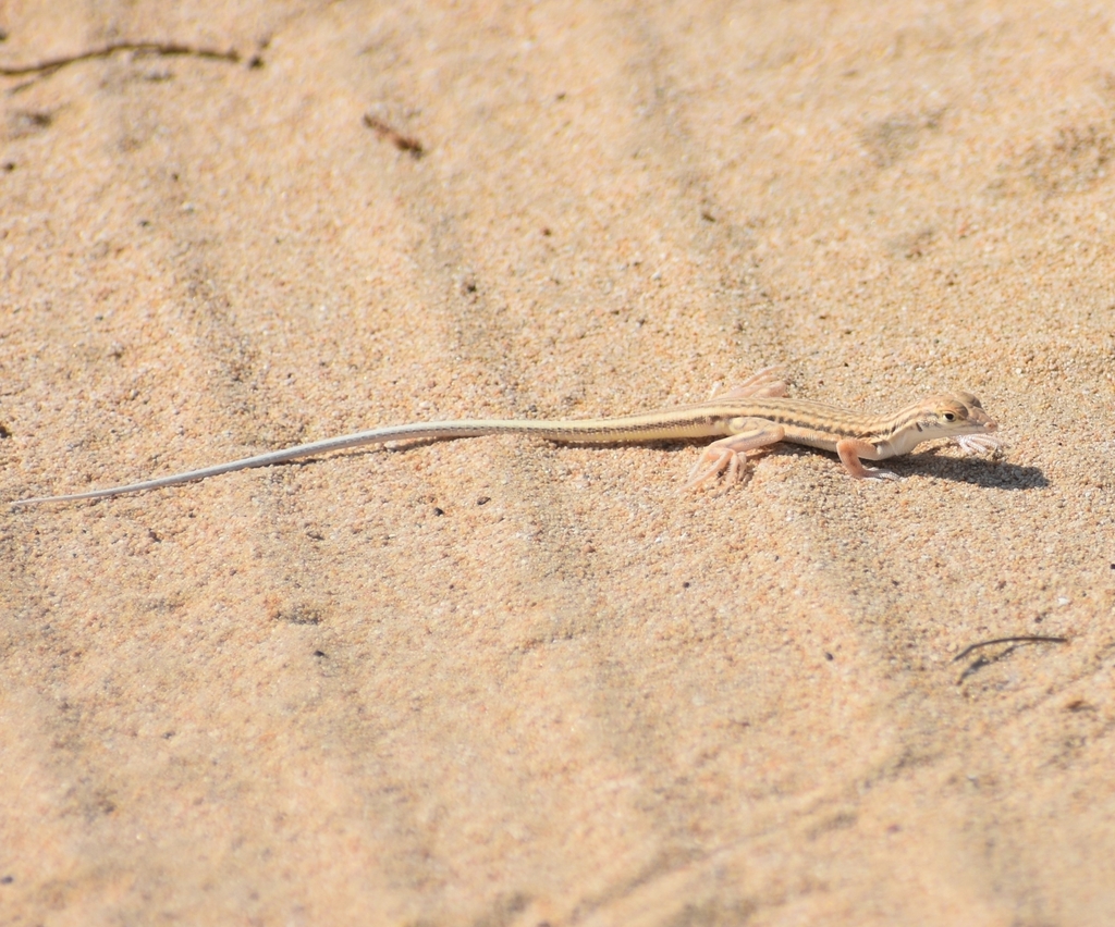 Saudi Fringe-fingered Lizard