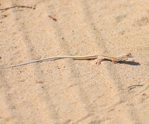 Saudi Fringe-fingered Lizard, Acanthodactylus gongrorhynchatus