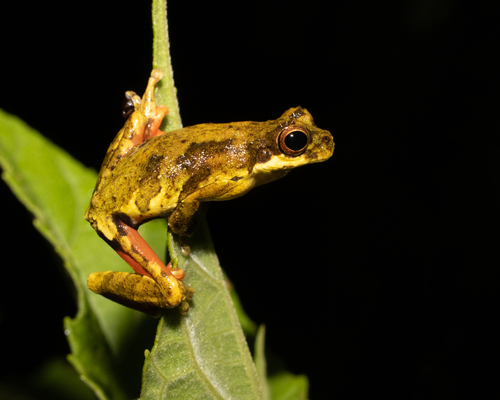 Nova Friburgo Tree Frog