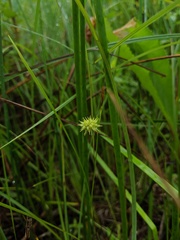 Carex cryptolepis