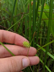 Carex cryptolepis