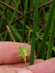 Carex cryptolepis