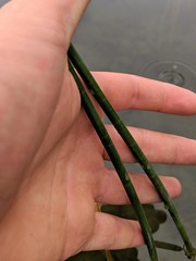 Eleocharis equisetoides