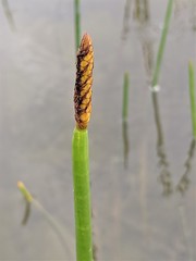 Eleocharis equisetoides