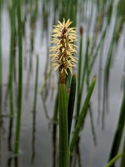 Eleocharis equisetoides