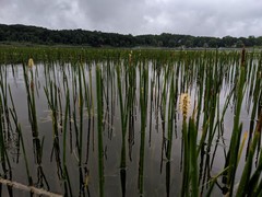 Eleocharis equisetoides