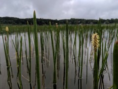 Eleocharis equisetoides