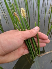 Eleocharis equisetoides