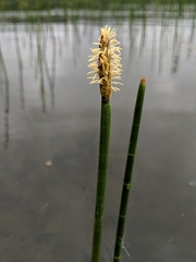Eleocharis equisetoides