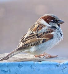 House Sparrow