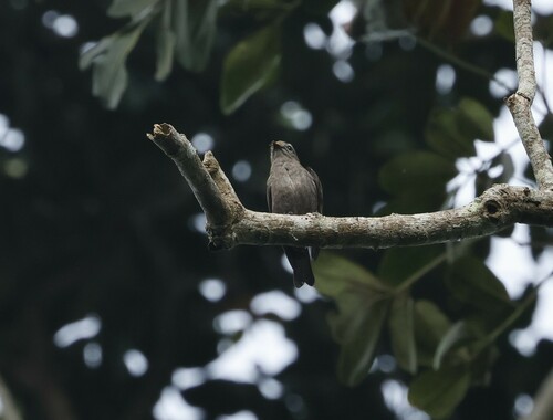 Ussher's Flycatcher (Artomyias ussheri), photo 3