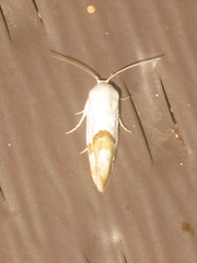 Ponometia elegantula