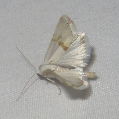 Ponometia elegantula