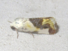 Tarache arida