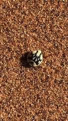 Zophosis fairmairei