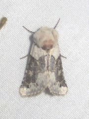 Triocnemis saporis