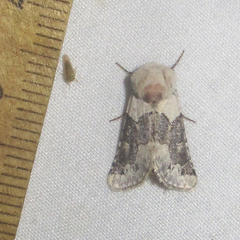 Triocnemis saporis