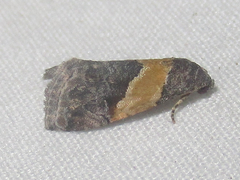 Tripudia balteata