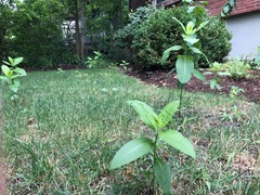 Asclepias syriaca