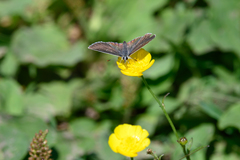 Aricia artaxerxes salmacis