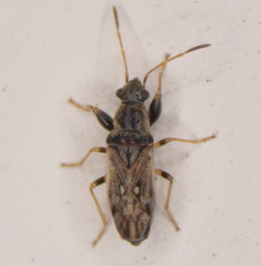 Pseudopachybrachius basalis