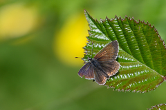 Aricia artaxerxes salmacis